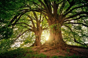 Stock photo of two large, brown trees with full green foliage, backlit by the sun and bright sky.