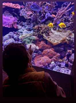 photo of a boy looking at different fish 