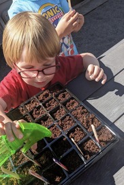 Boy wearing red glasses, red shirt with blond hair, waters plant soil.