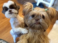 Photo of two small dogs looking at the camera