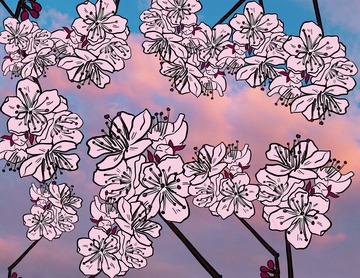 Illustration of branches filled with pale pink cherry blossoms in full bloom, against blue sky and fluffy, pink sunrise clouds.