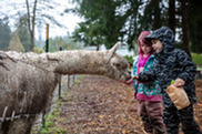 Two children feed alpaca on farm.