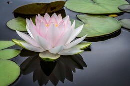 water lily