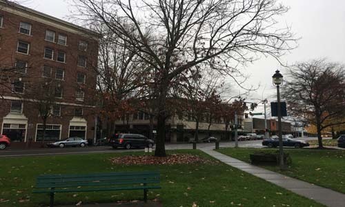 A swamp white oak tree in Sylvester Park 