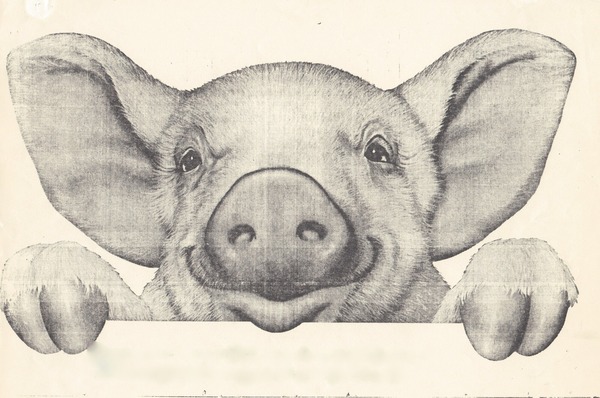 Illustration of a pig peering over a barrier