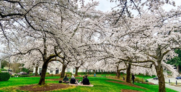 A picture of people sitting on a blanket under the Capitol's blossoming Yoshino cherry trees, March 29, 2022.