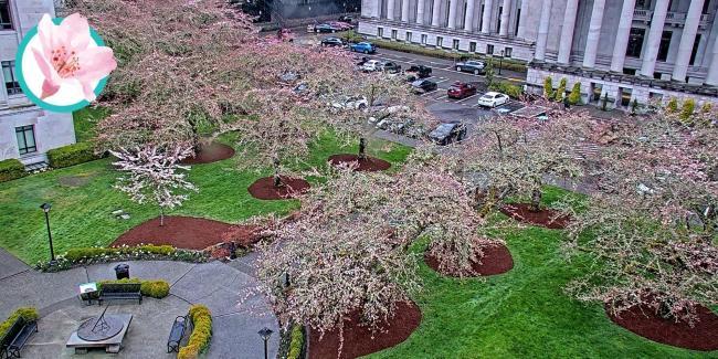 A photo of a grove of trees south of the Legislative Building. 