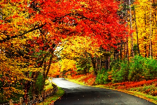 Fall leaves