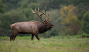 Elk
