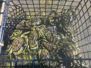 Shrimp pot with EGC caught by Washington DNR staff in Grays Harbor near Westport. Photo by DNR.