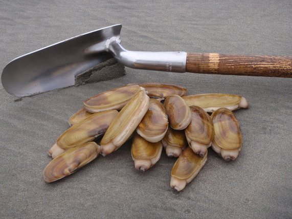 Limit of razor clams