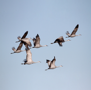 waterfowl birds in flight