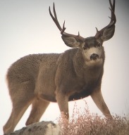 big game hunting buck