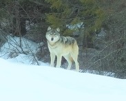 Wolf in Stevens County, northeast Washington. Photo by Robin Harina.