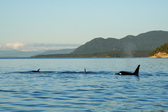 Three killer whales swimming at the surface of the water with mountains in the background