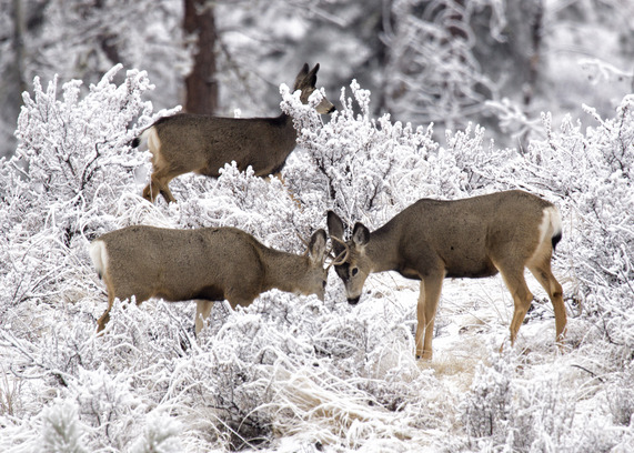 Mule deer in Methow Valley