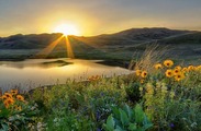Sunrise and wildflowers at Big Bend Wildlife Area