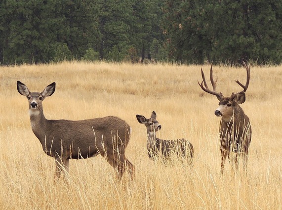 Mule deer family. Photo by Dick McDougall
