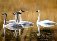 Swans at Sinlahekin Wildlife Area. Photo by WDFW