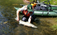 WDFW staff sampling wild steelhead on the Washington Coast before releasing the fish. 