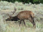 Elk with signs of chronic wasting disease in Wyoming.