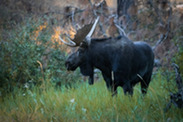 Bull moose at Turnbull National Wildlife Refuge.