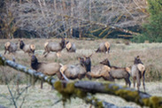 Roosevelt elk near Olympic National Park. Photo by Chase Gunnell