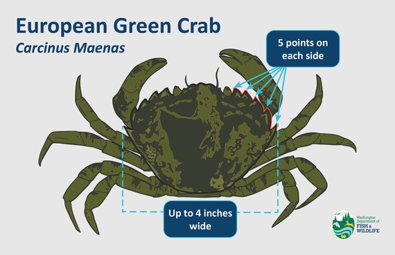 European green crab identification graphic