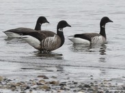 Brant geese feeding in coastal area of Washington.