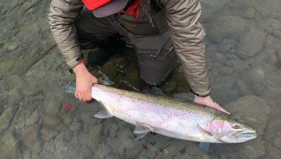 Skagit River wild steelhead. Photo by Greg Fitz. 