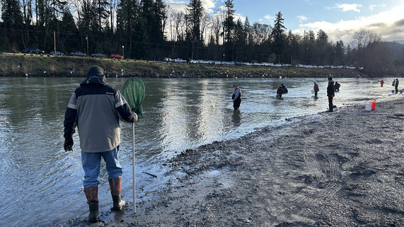 Harvesters dip for smelt in the Cowlitz River.