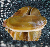 Harvested razor clams in a net 