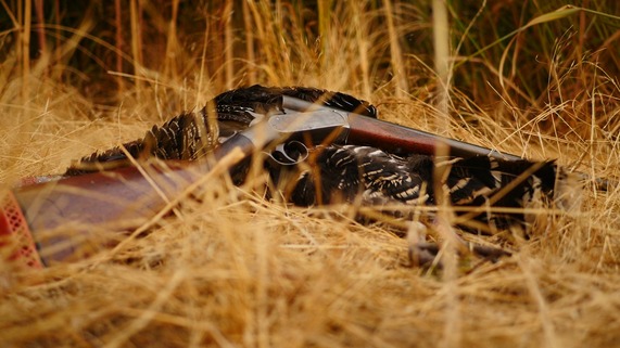Game bird image