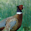 Pheasant