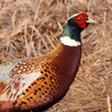 Eastern WA pheasant