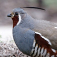 Mountain Quail