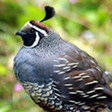 Cali quail
