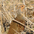 Gray partridge