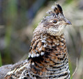 Sooty grouse