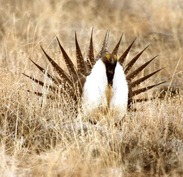 A sage grouse displays it’s plummage and dances to attract a mate.