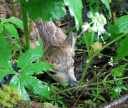 Wildlife in the spring