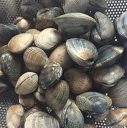 Clams