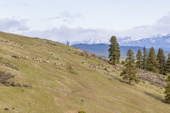 Director's Bulletin photo March April