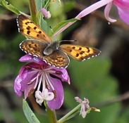 Mariposa Copper Butterfly