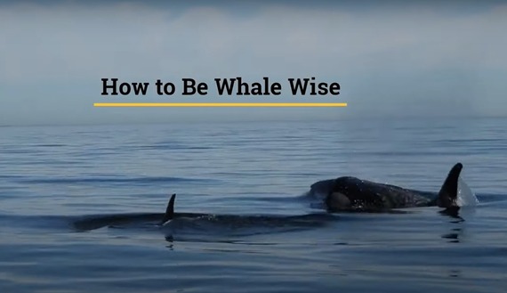 Be Whale Wise