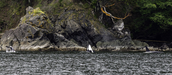 Transient killer whales in the San Juan Islands. 