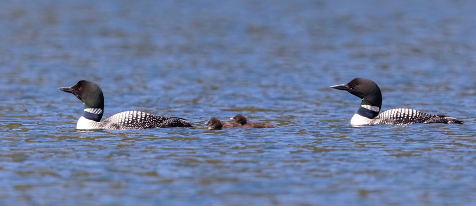 Two adult loons and two chicks floating on a lake