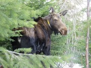 A collared moose in northeast Washington.
