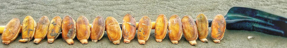 Razor clams and shovel