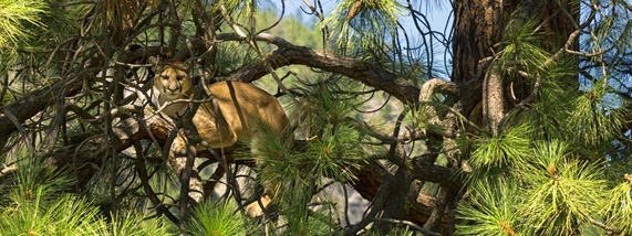 A cougar in a pine tree